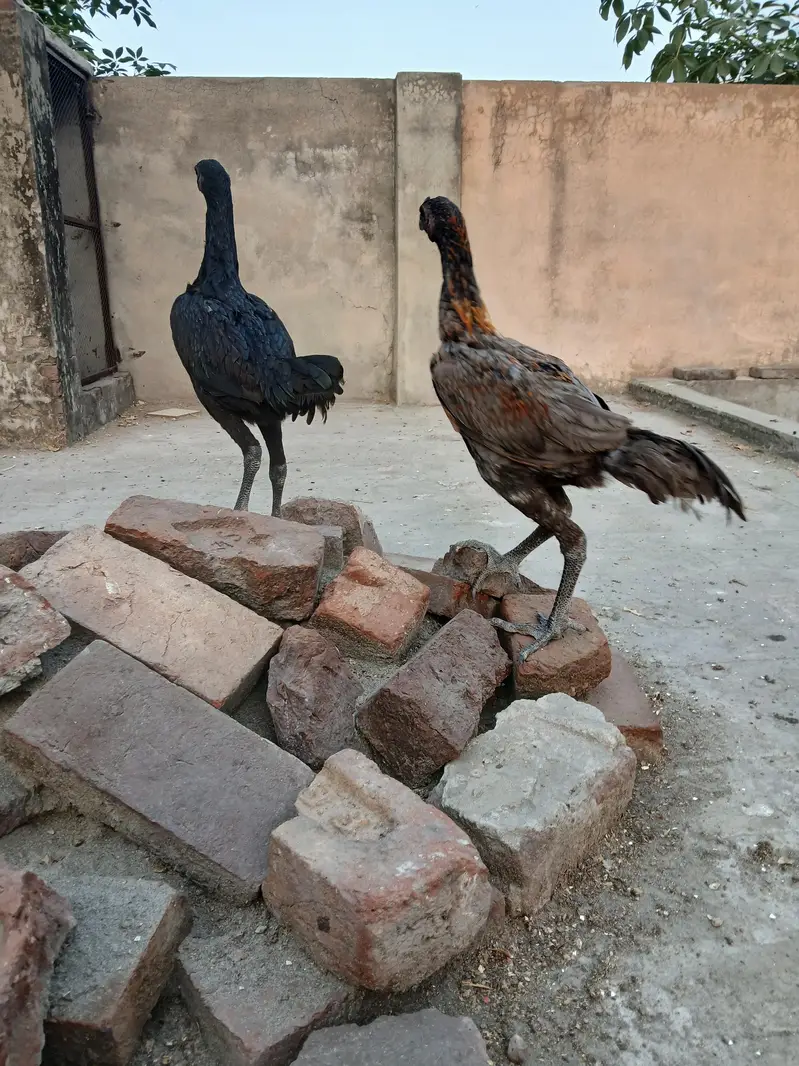 Thai dragon pair for sale. Achi height me strong bird hain. — photo 10