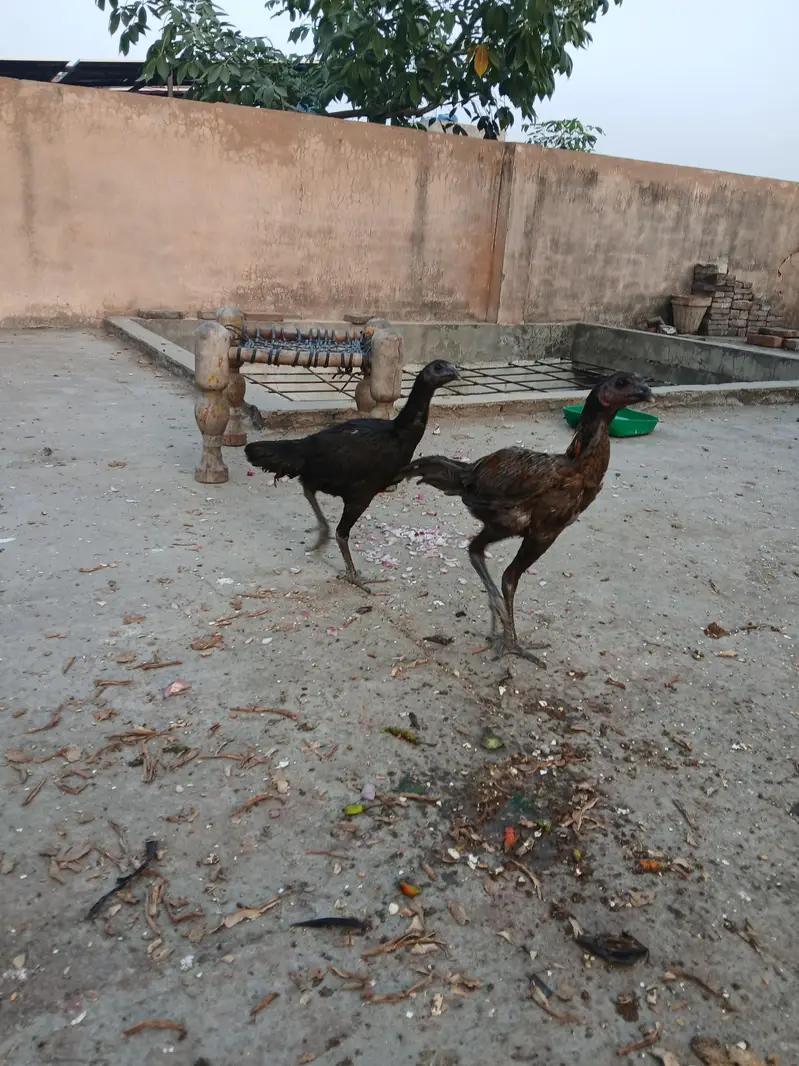 Thai dragon pair for sale. Achi height me strong bird hain. — photo 12
