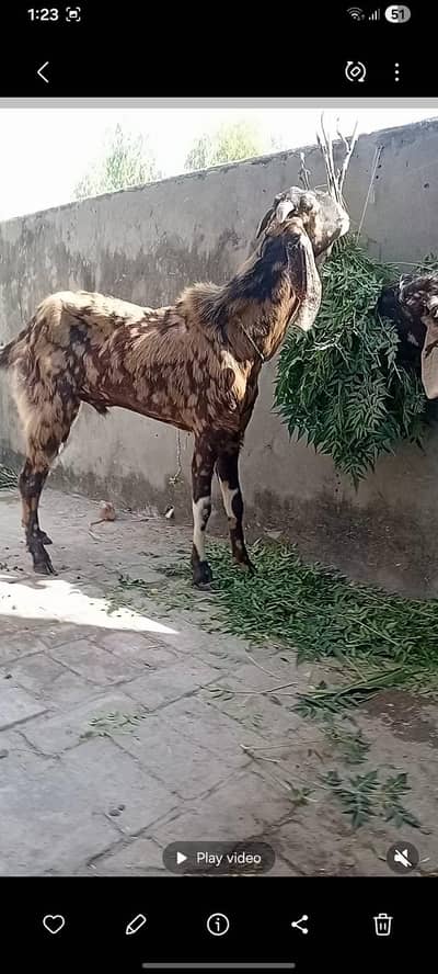 Shera print Breader male 03234372267