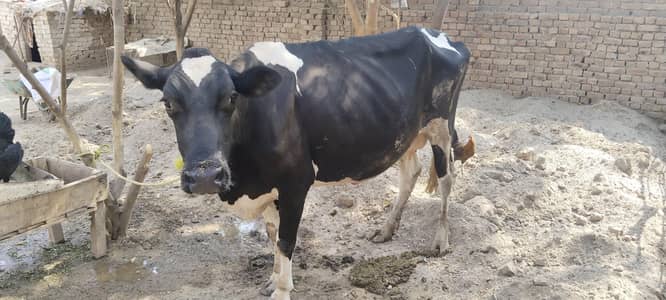 pure holiestien freezan cow 7 kilo dodh
