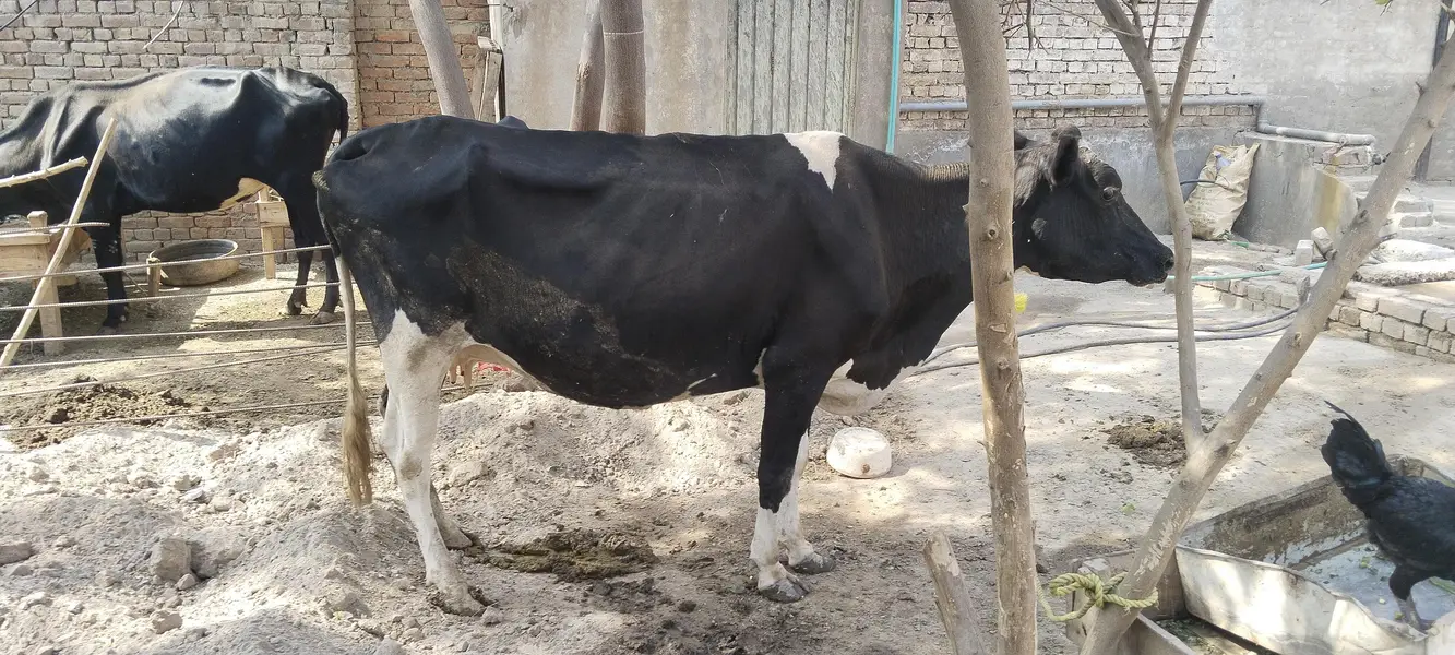 pure holiestien freezan cow 7 kilo dodh — photo 2