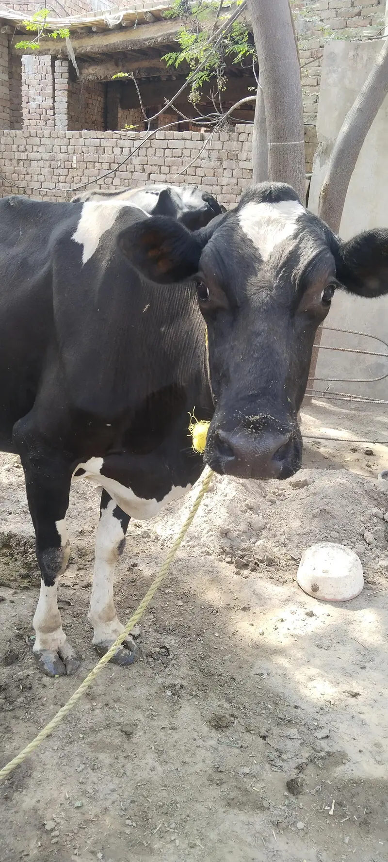 pure holiestien freezan cow 7 kilo dodh — photo 3