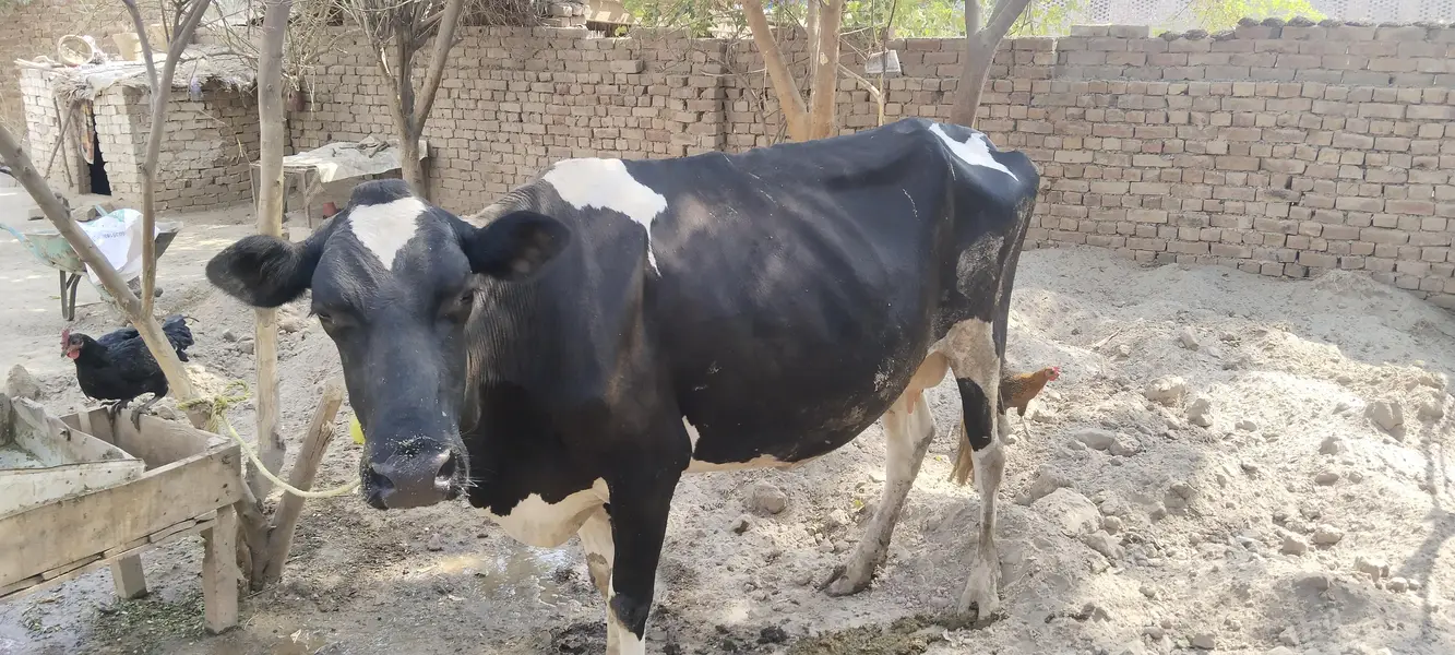 pure holiestien freezan cow 7 kilo dodh — photo 4