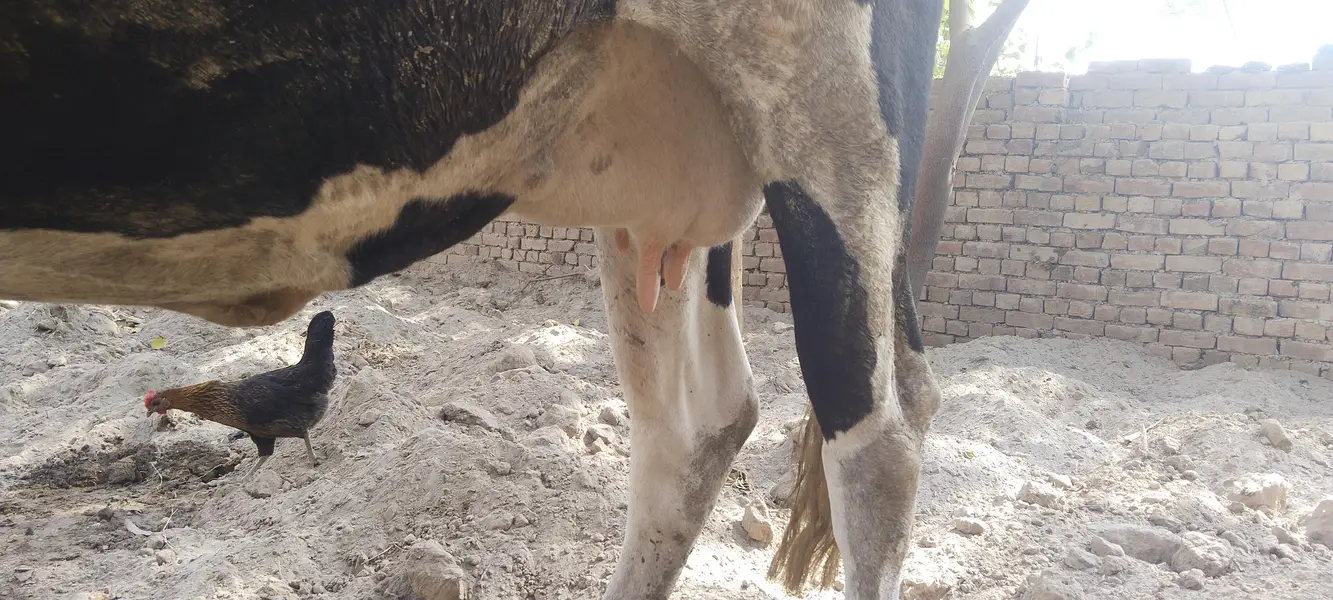 pure holiestien freezan cow 7 kilo dodh — photo 5