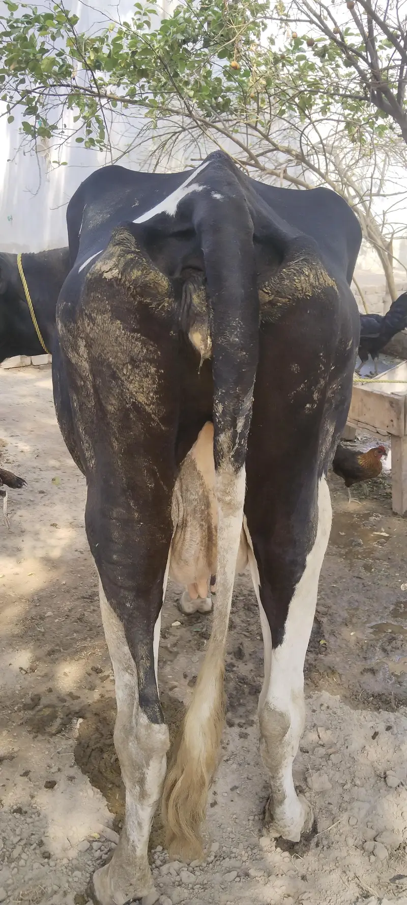 pure holiestien freezan cow 7 kilo dodh — photo 6