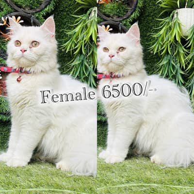 persian beautiful Cats  on reasonable rates