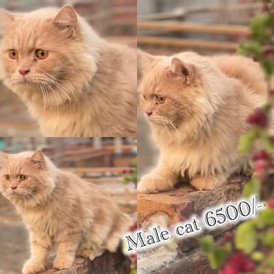 persian beautiful Cats  on reasonable rates