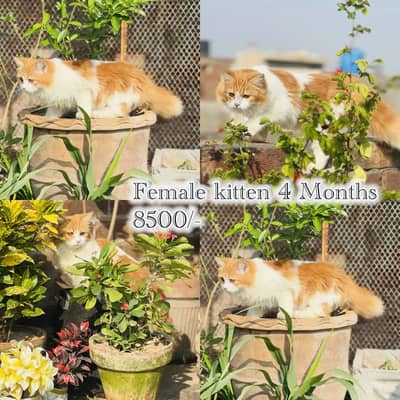 persian cats diffrent price  03248450839 watsap
