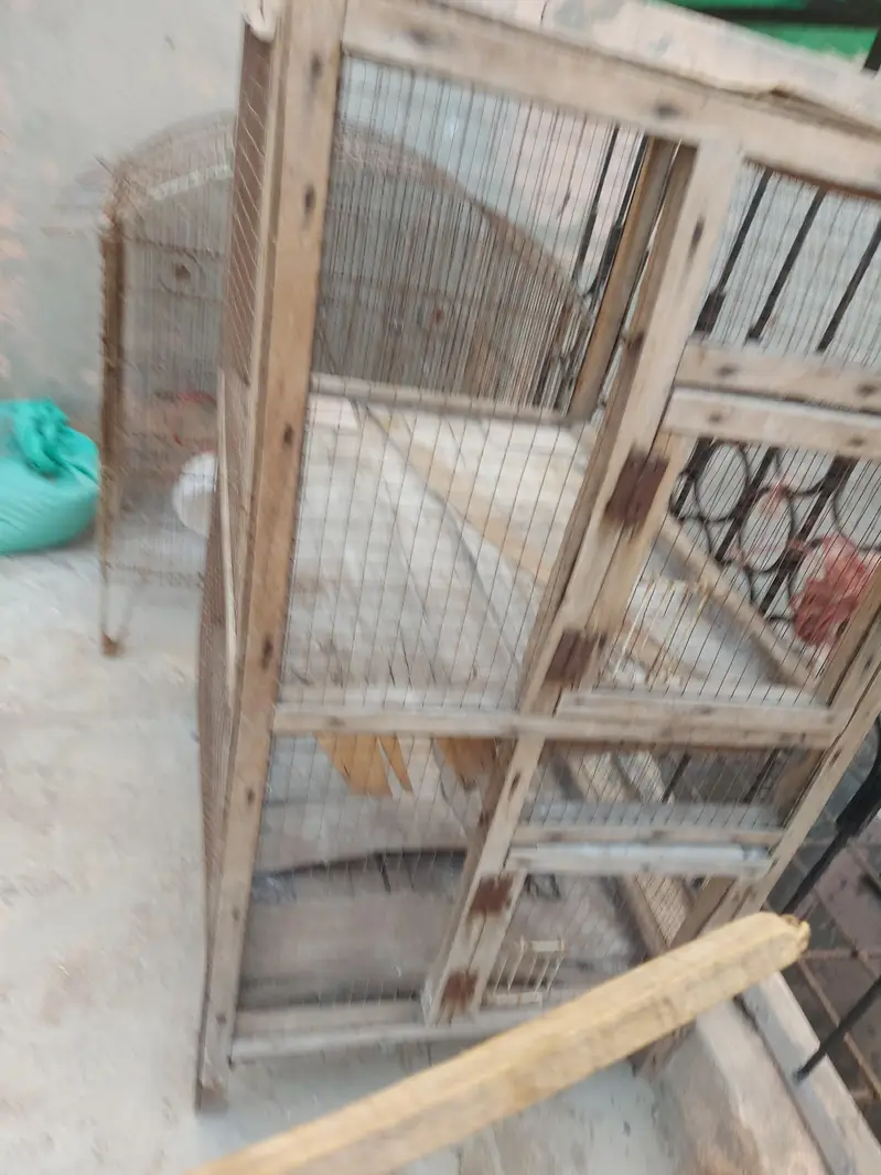 cage hen and pigeon and parrot cage — photo 2