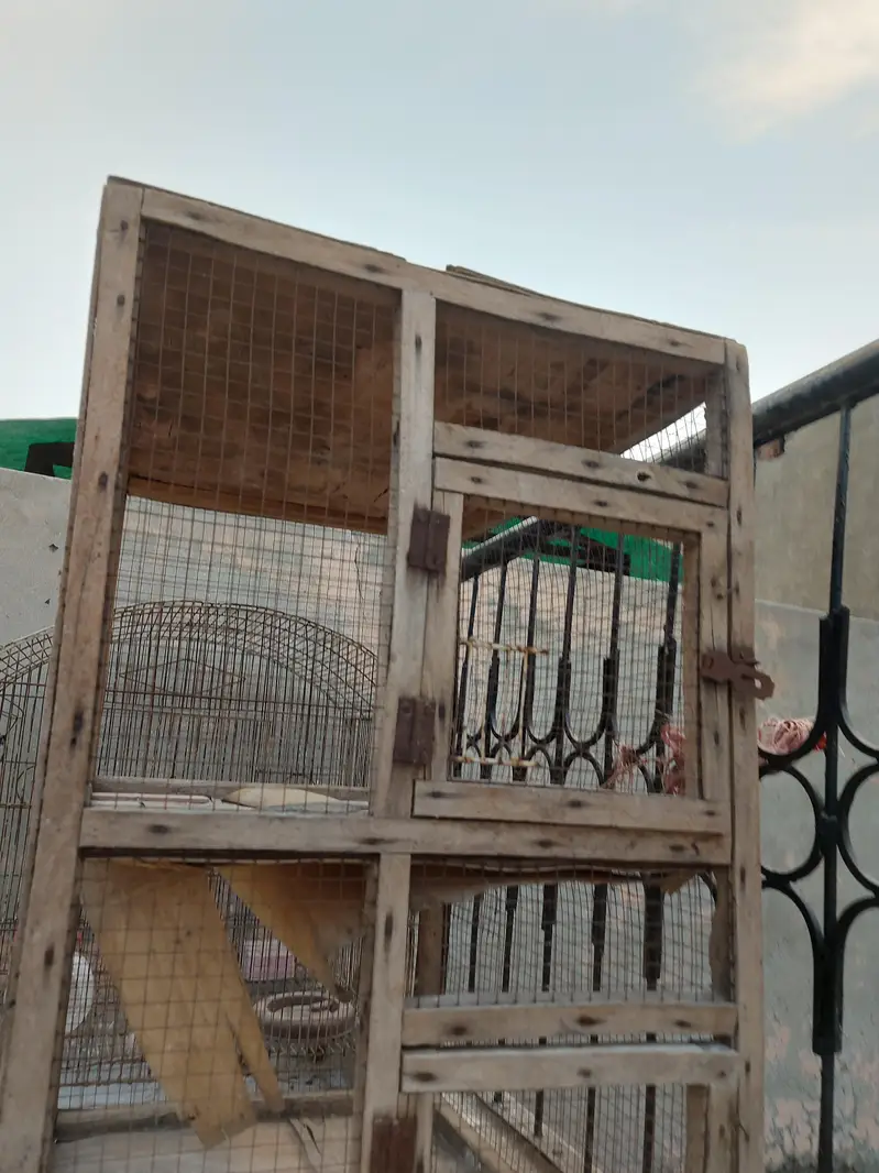 cage hen and pigeon and parrot cage — photo 4