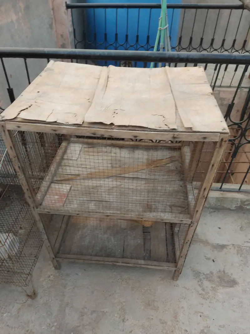 cage hen and pigeon and parrot cage — photo 5