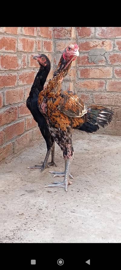 panus breed pair black eyes