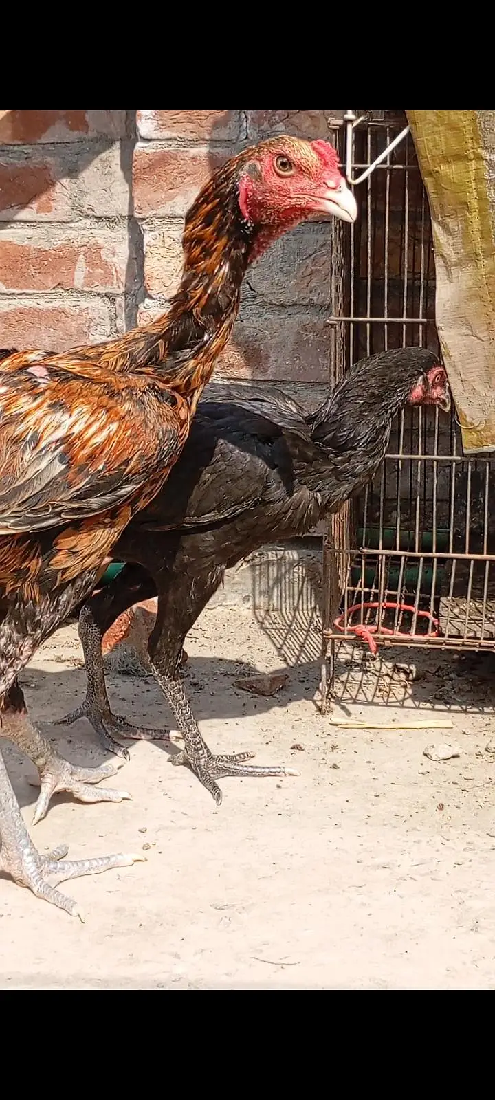 panus breed pair black eyes — photo 2