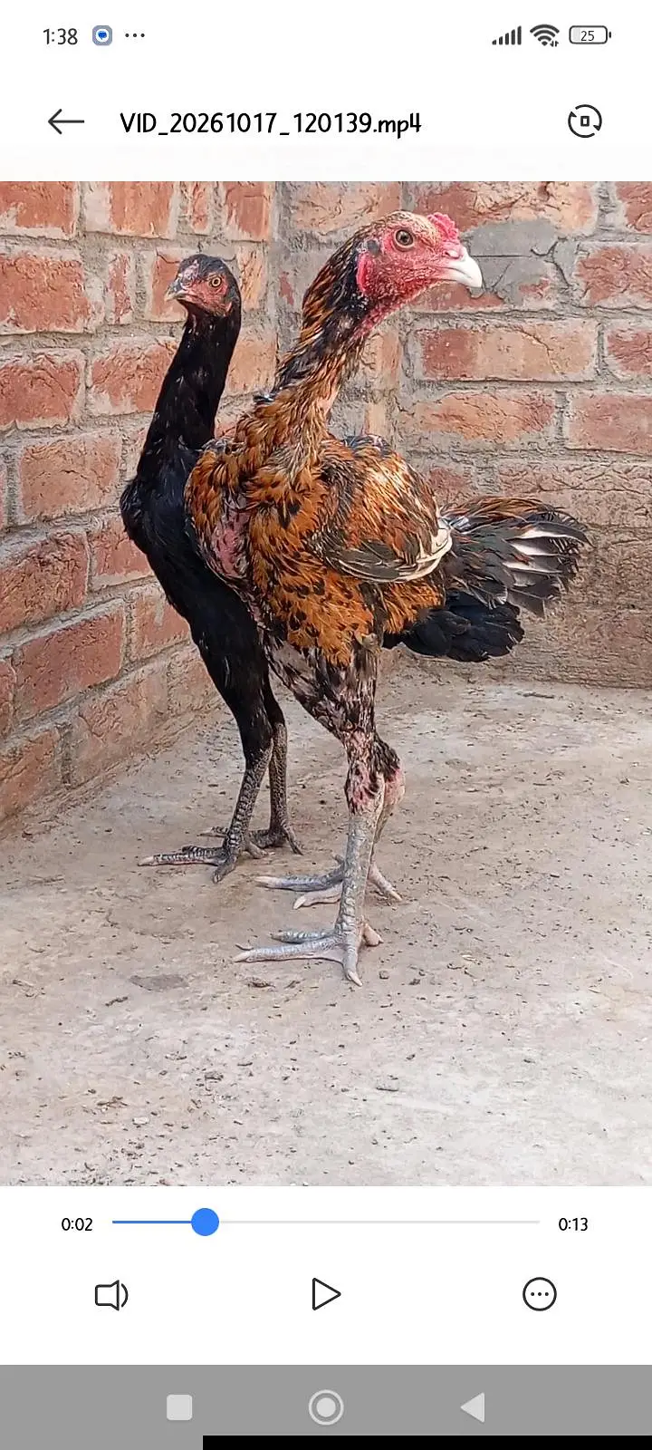 panus breed pair black eyes — photo 3