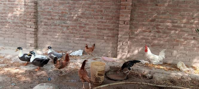 hens for sale