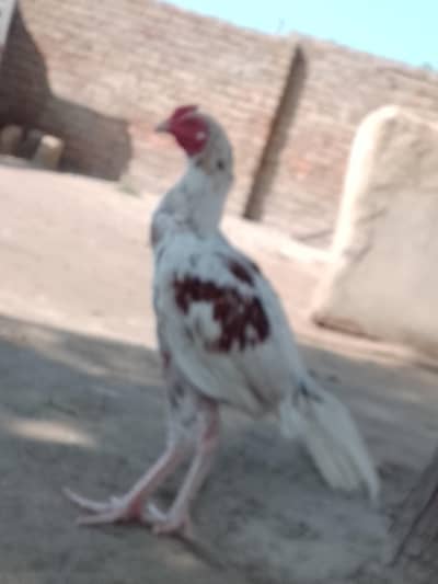 pure aseel