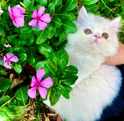 Male Kitten