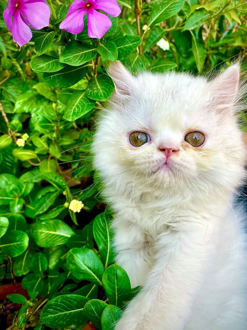 Male Kitten — photo 3