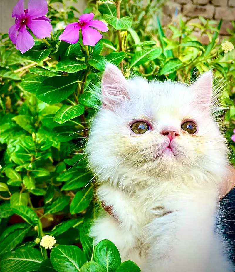 Male Kitten — photo 4