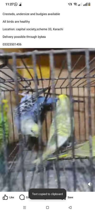 Budgies and cresteds