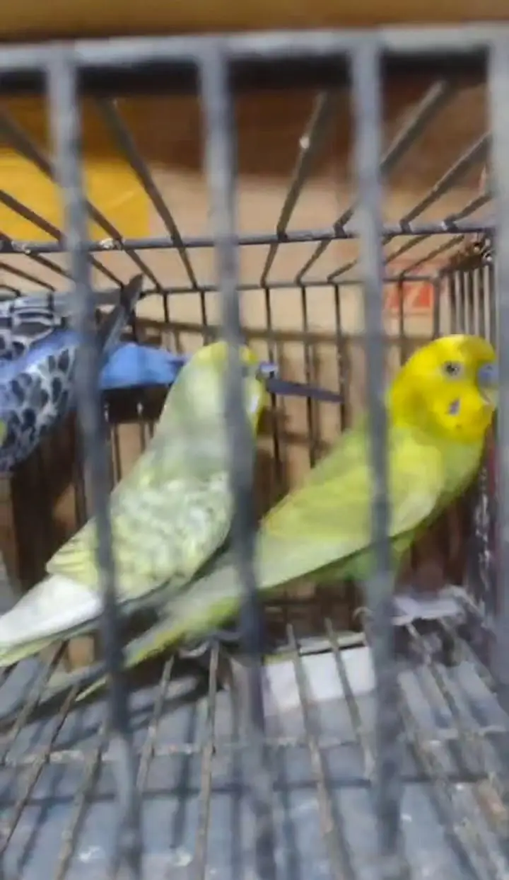 Budgies and cresteds — photo 2