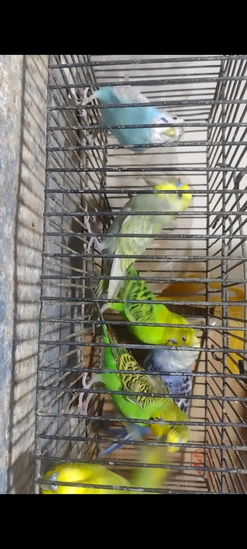 Budgies and cresteds — photo 3