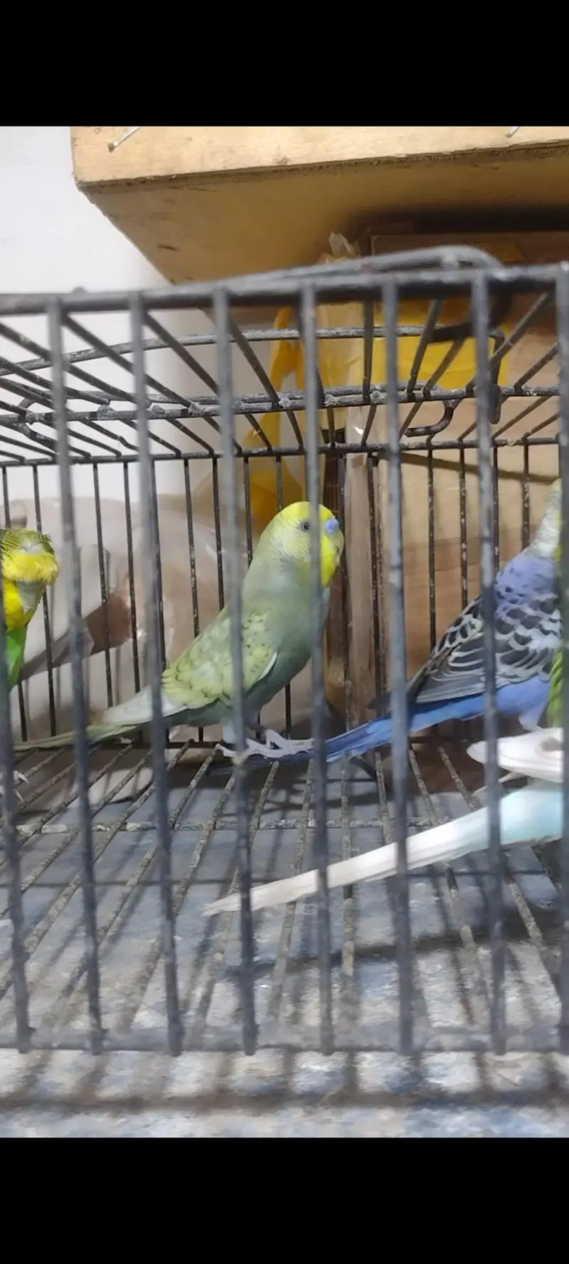Budgies and cresteds — photo 4