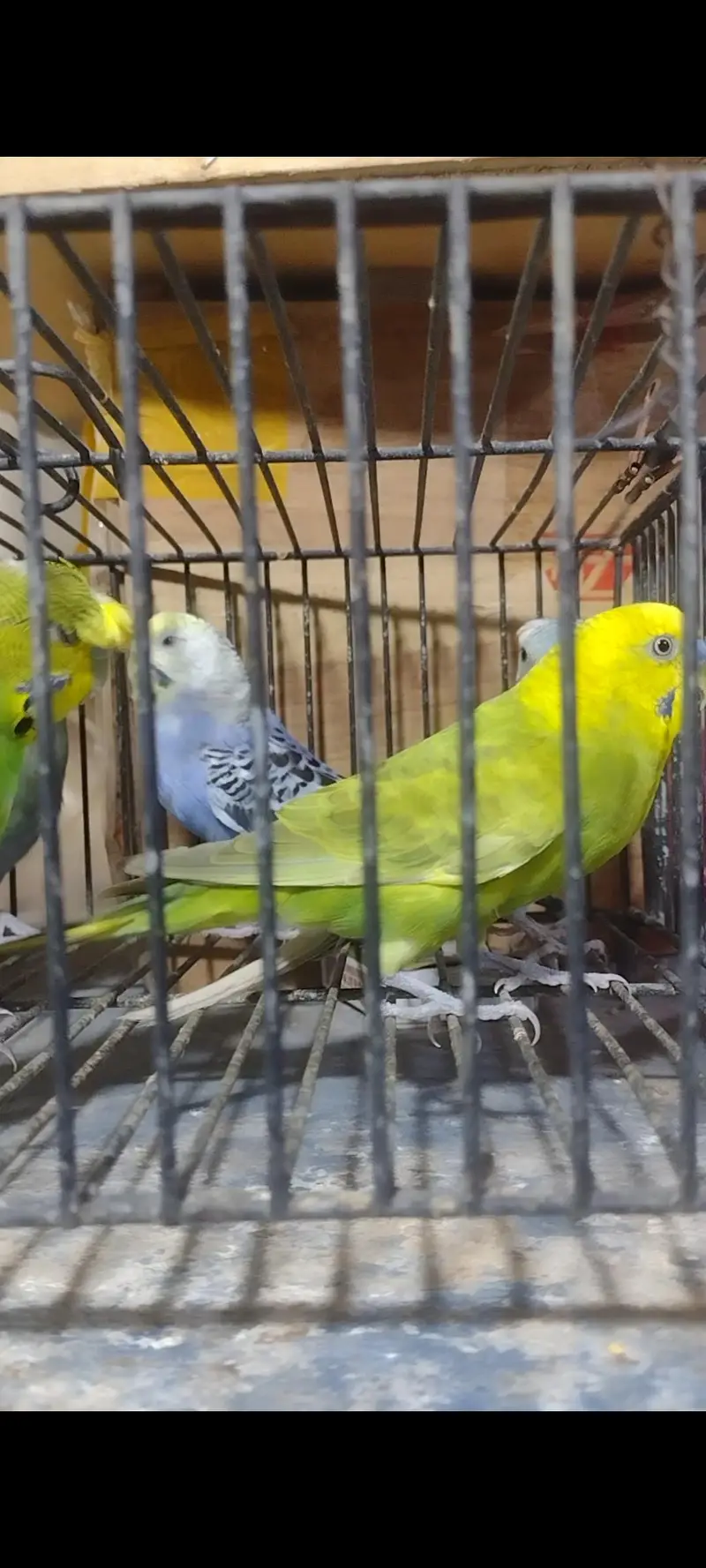 Budgies and cresteds — photo 5