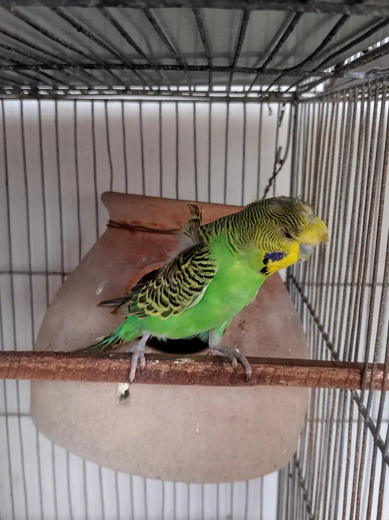 Budgies and cresteds — photo 6