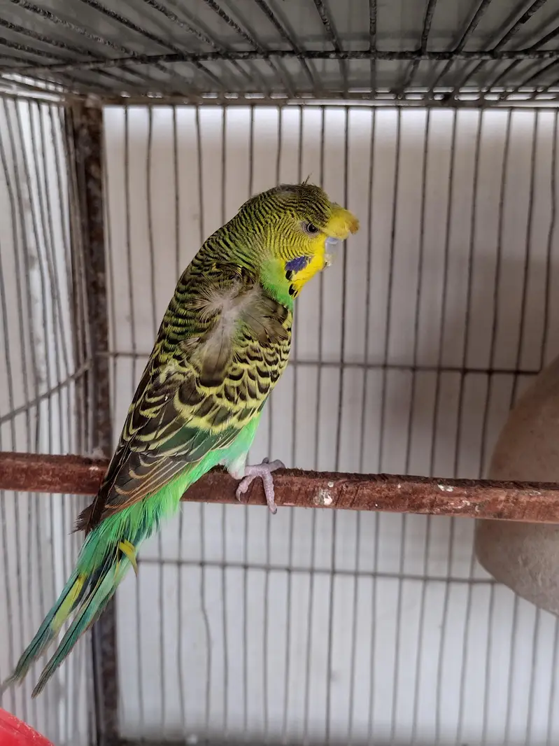Budgies and cresteds — photo 7