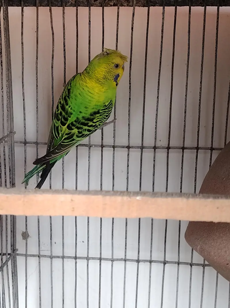 Budgies and cresteds — photo 8