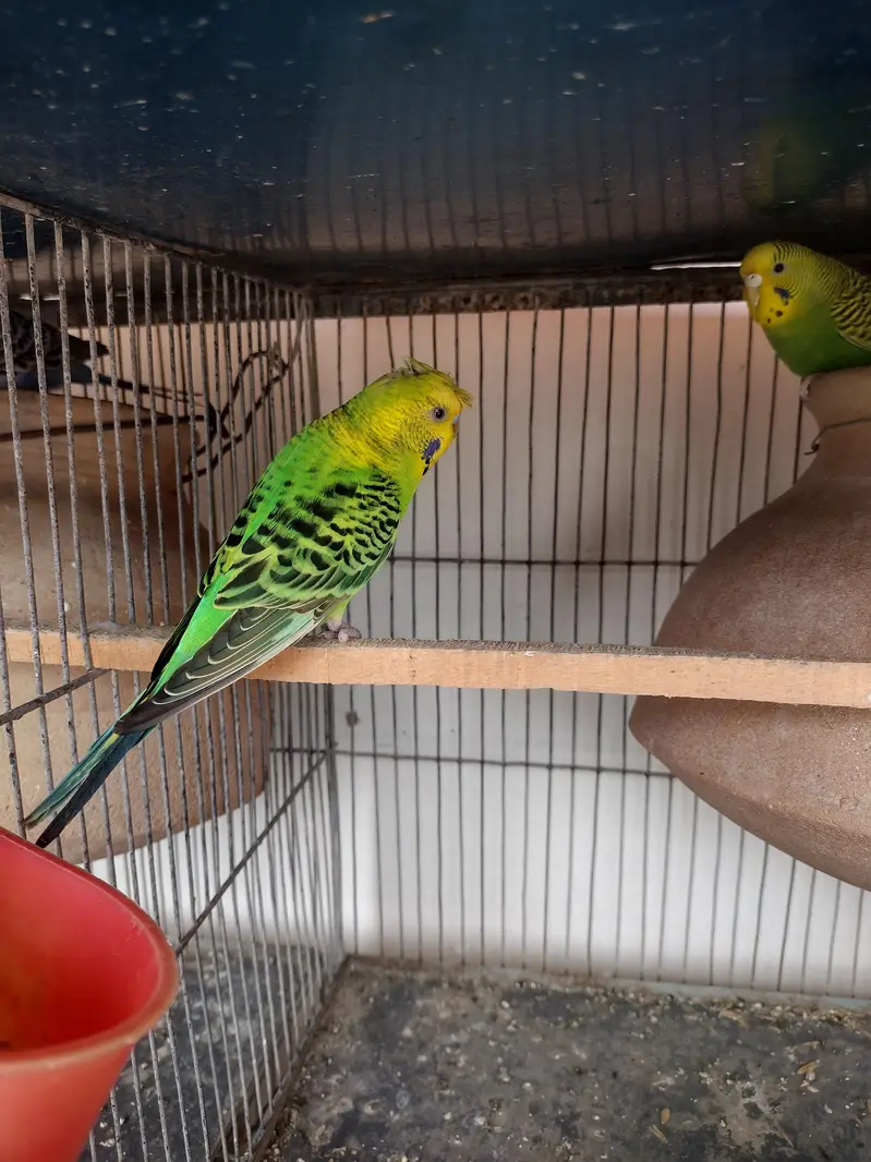 Budgies and cresteds — photo 9