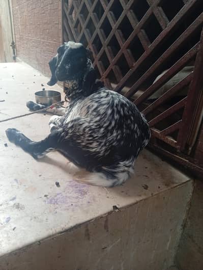 tedi Sindhi bakri