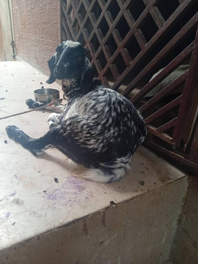 tedi Sindhi bakri 0