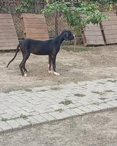 Great dane female available for farm house's