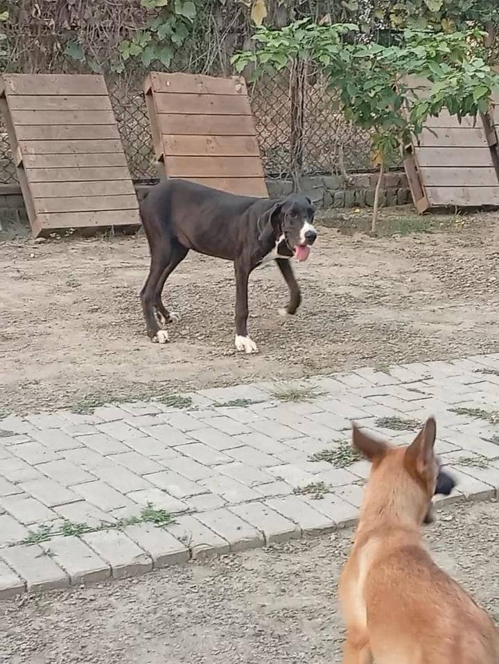 Great dane female available for farm house's - Dogs - 1120558244