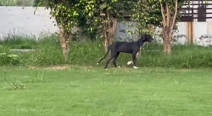 Great dane female available for farm house's — photo 3