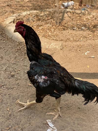 aseel black heera