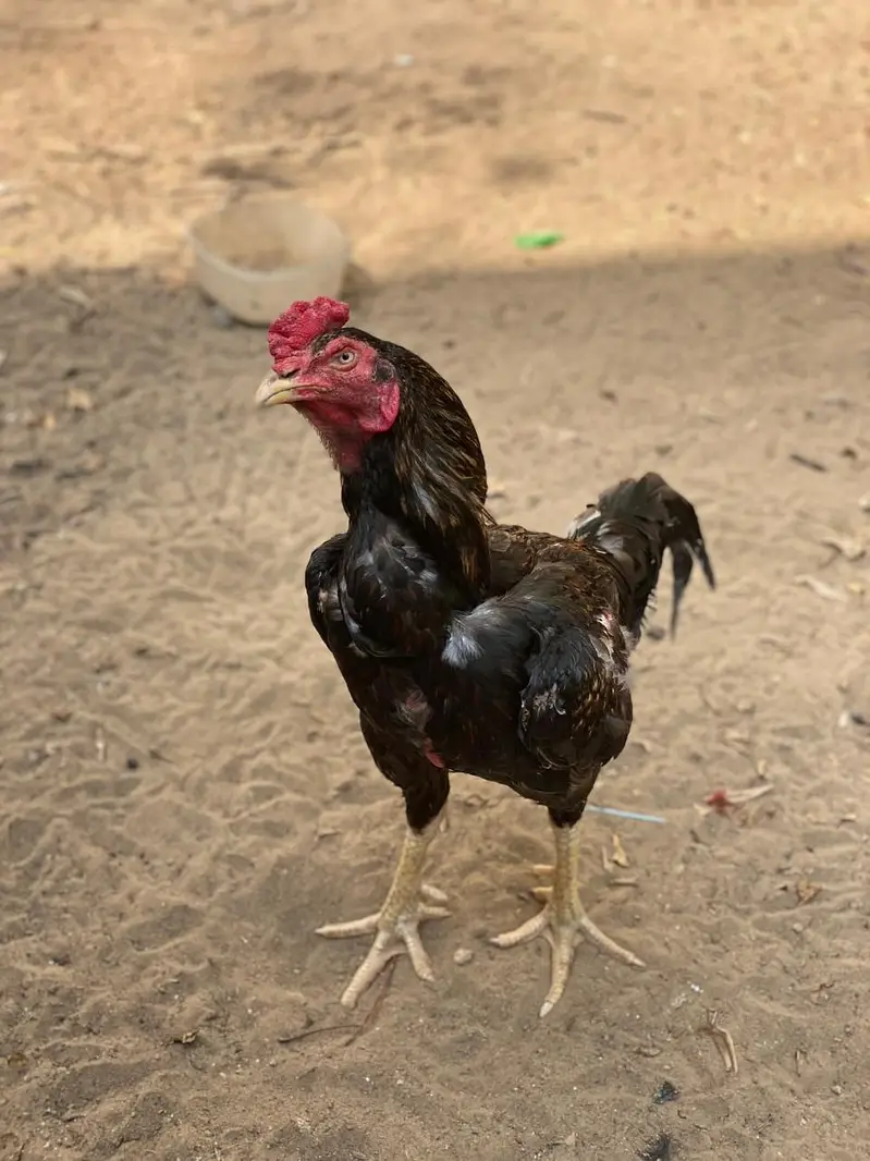 aseel black heera — photo 2