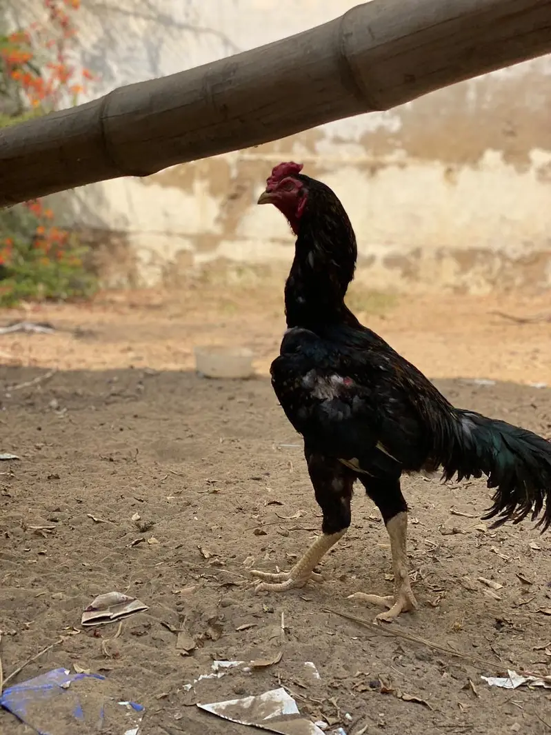 aseel black heera — photo 3