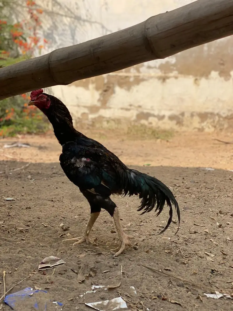 aseel black heera — photo 4