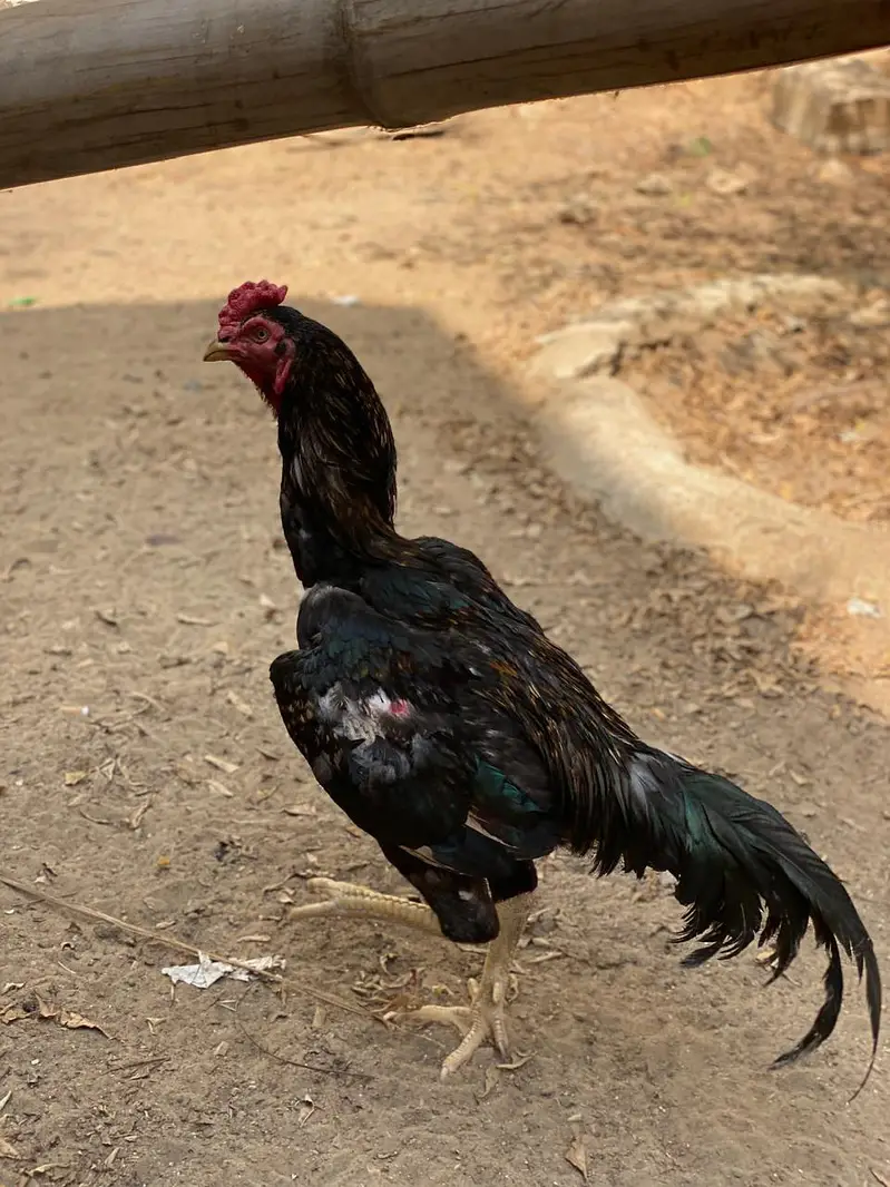 aseel black heera — photo 5