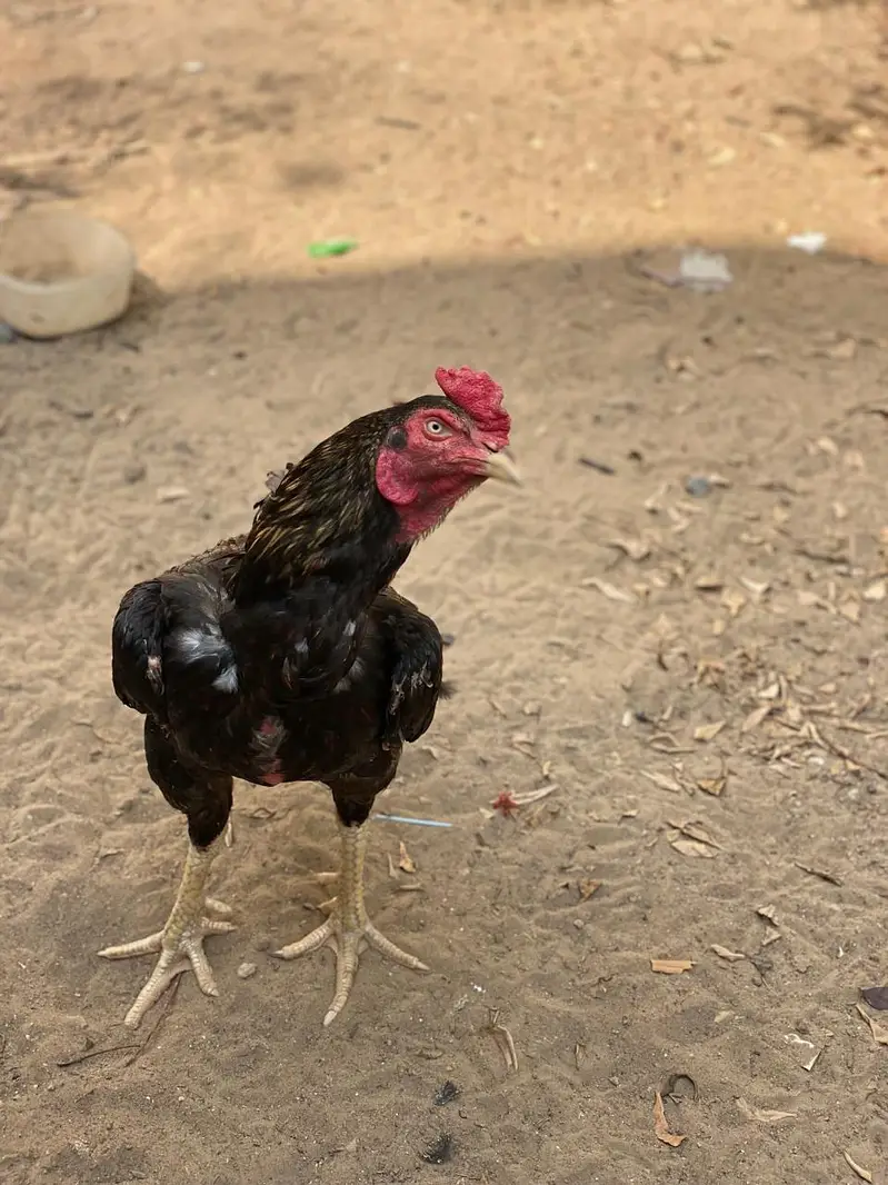 aseel black heera — photo 6