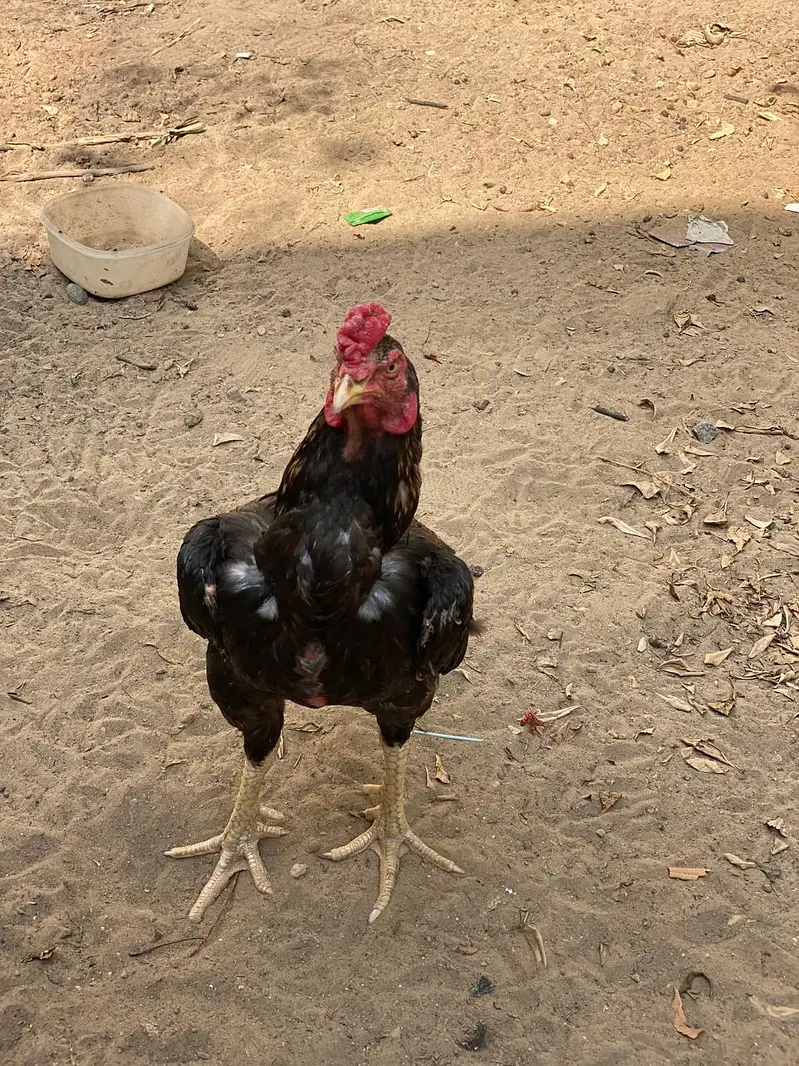 aseel black heera — photo 7