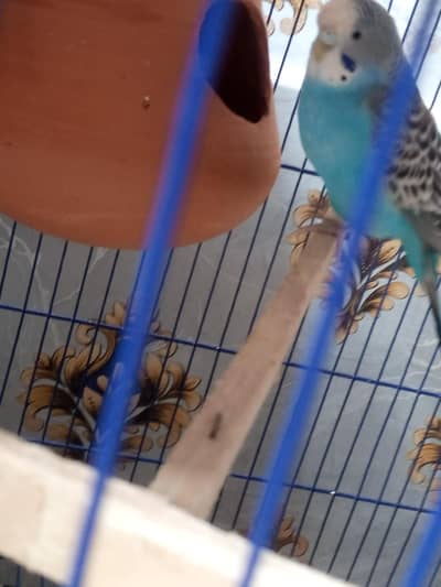 breeder female king size blue color ma hai or full ready hai breeding