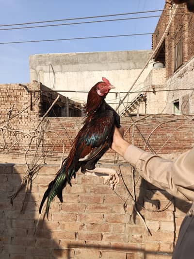 aseel patha for sale