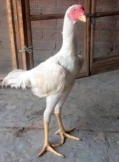 White shamo Aseel