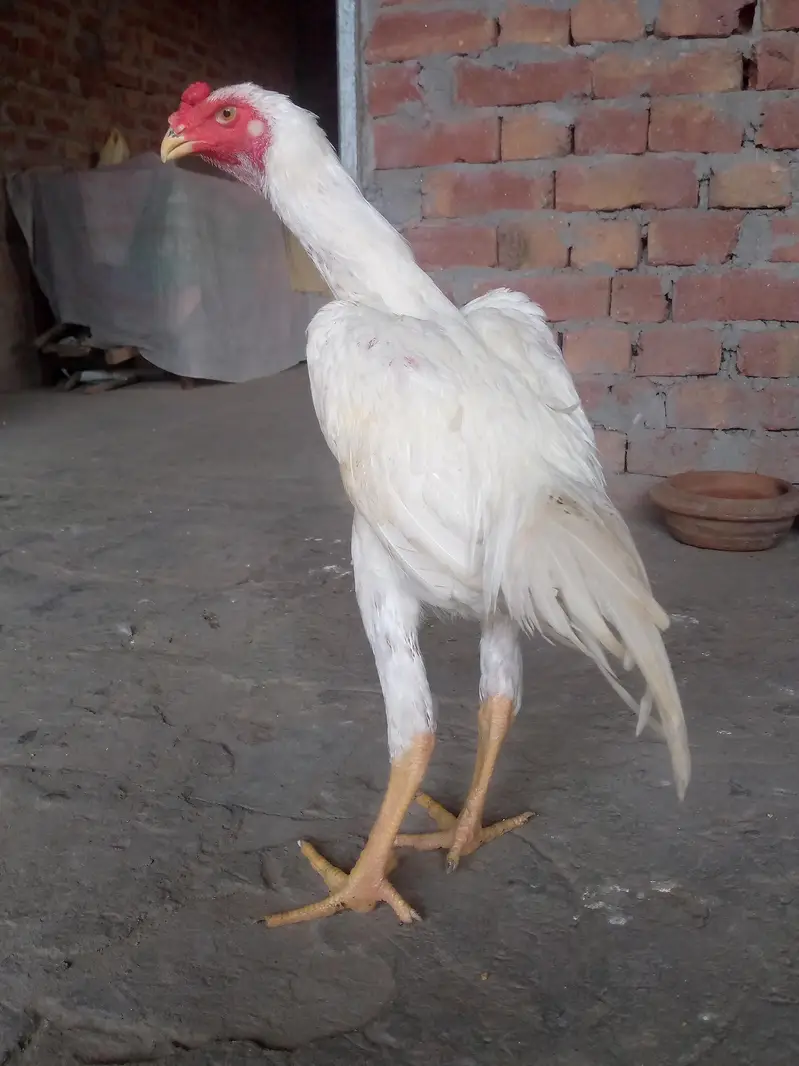 White shamo Aseel — photo 2