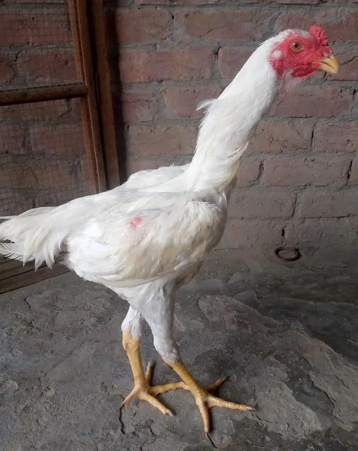 White shamo Aseel — photo 3