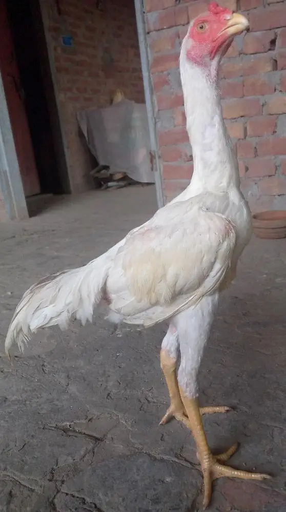 White shamo Aseel — photo 4